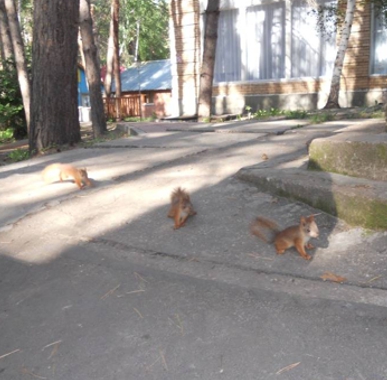 Дома с удобствами на 4 человек - Турбаза Заря